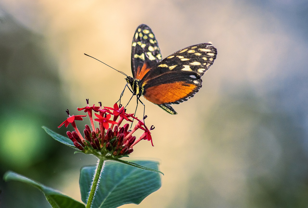 Diumenge, la Jugatecambiental del Parc de Joan Oliver et mostra el mn de les papallones